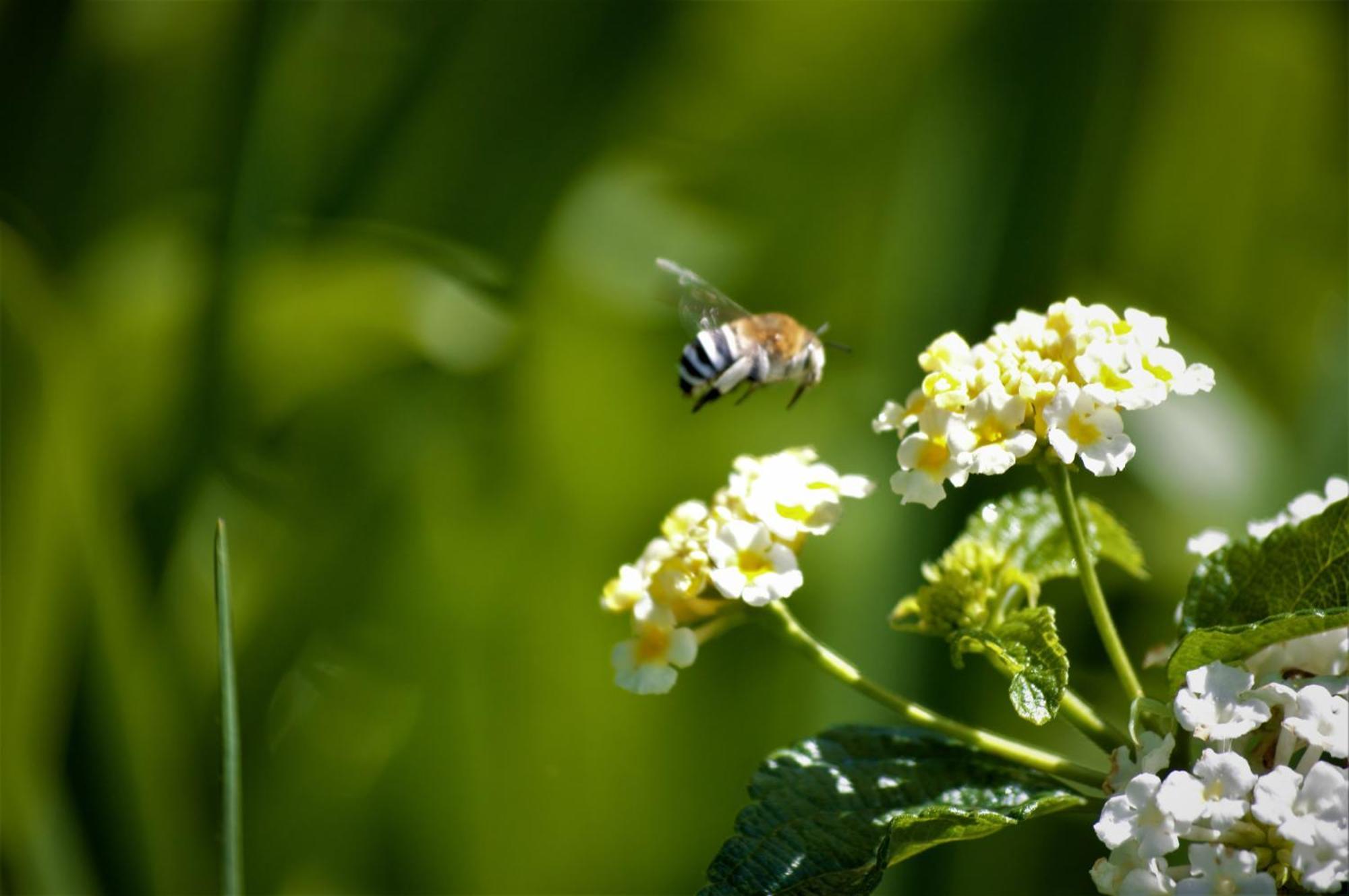 Finca La Majadera El Rosario  Zewnętrze zdjęcie